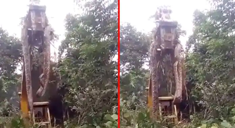 ظهور ثعبان أناكوندا عملاق في الهند (فيديو)
