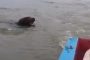 دب مفترس يفاجئ ركاب قارب وسط المياه (فيديو)