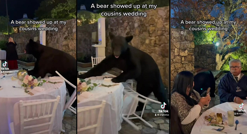 فيديو: دب الجائع يقتحم حفل زفاف