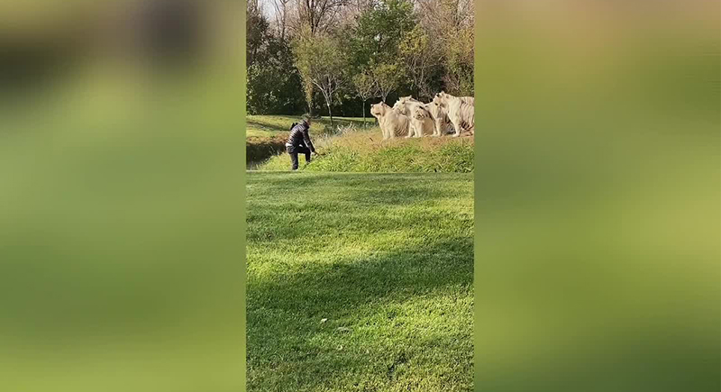 رجل يقف بوجه مجموعة من النمور البيضاء (فيديو)