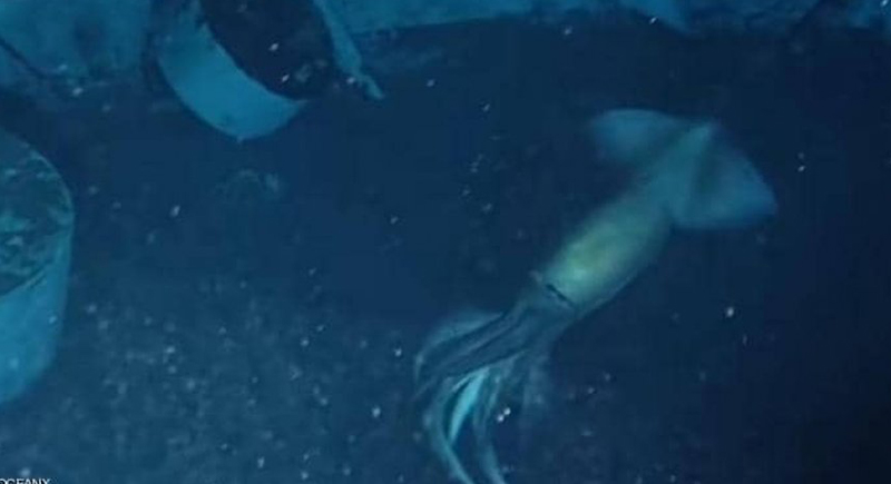 العثور على مخلوق غامض ضخم في البحر الأحمر (فيديو)