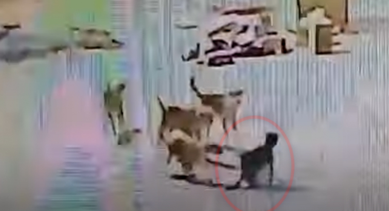كلاب ضالة تحاول نهش طفل سعودي في مشهد مروع (فيديو)