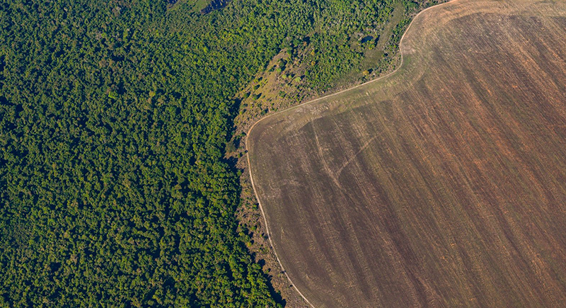 إزالة الغابات في الأمازون البرازيلية يسجل رقما قياسيا كبيرا
