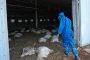 الدنمارك تعلن عن انتشار إنفلونزا الطيور ''H5N8'' داخل مزرعة
