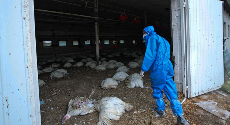 الدنمارك تعلن عن انتشار إنفلونزا الطيور ''H5N8'' داخل مزرعة