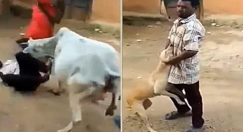 بقرة تنقذ كلبا من رجل يعذبه بوحشية (فيديو)