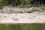مسن أسترالي يقتل تمساحا طوله 4 أمتار في مشاجرة !