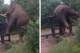 فيل يتسلق سورا حديديا في مشهد مثير (فيديو)