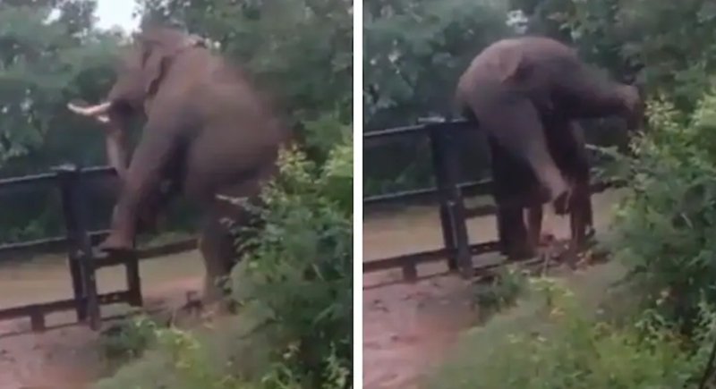فيل يتسلق سورا حديديا في مشهد مثير (فيديو)