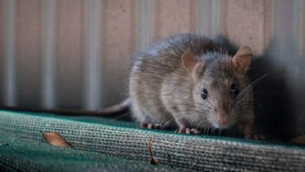 الدار البيضاء تحارب انتشار الفئران والقوارض بمعالجة أزيد من 187 ألف بالوعة