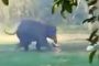 فيل هائج ينتقم من شخص حاول استفزازه (فيديو)