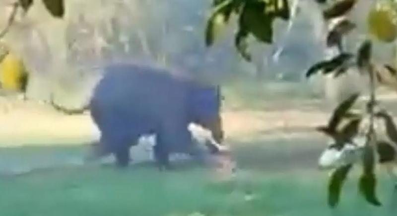 فيل هائج ينتقم من شخص حاول استفزازه (فيديو)