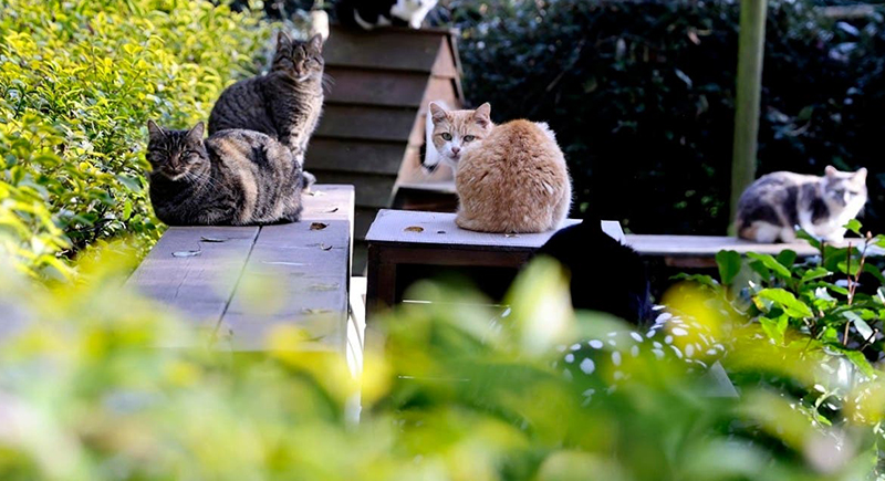 العثور على 100 قطة متوفية بمنزل في فرنسا