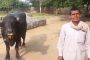 مزارع هندي يشكو أبقاره للشرطة لأنها لا تنتج الحليب !