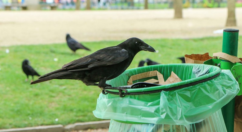 السويد تطلق برنامجا لتدريب الغربان على جمع القمامة في الشوارع