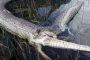 مشهد صادم لثعبان عملاق يبتلع تمساحا يثير رعب الجميع في ولاية أمريكية