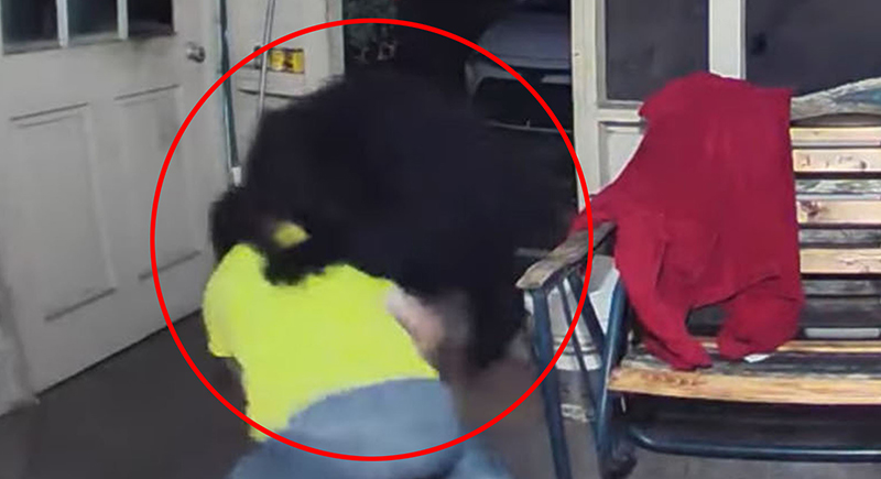رجل يعارك دبا بيديه لينقذ كلابه (فيديو)