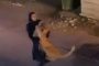 فتاة تقبض على أسد هارب في الكويت (فيديو)