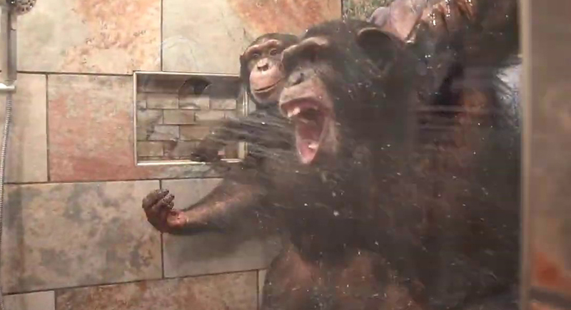 قردة تستحم في حمام المنزل تصدم رواد مواقع التواصل الاجتماعي (فيديو)