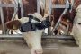 مزارع تركي يلبس أبقاره نظارات واقع افتراضي لتحسين إنتاج الألبان