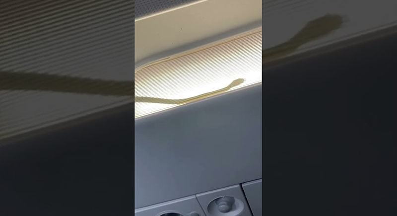 ثعبان يثير ذعر الركاب داخل طائرة.. أجبرها على الهبوط (فيديو)