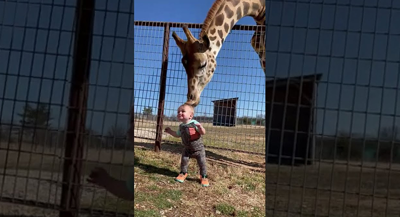 زرافة تداعب رضيعا في حديقة حيوان أمريكية (فيديو)