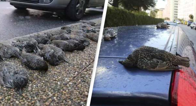 سقوط آلاف الطيور دفعة واحدة على منزل في المكسيك (فيديو)