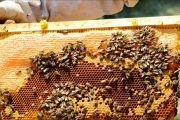 الحكومة تبعث إشارات إيجابية بشأن هجرة النحل وتطمئن المربين