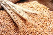 المغرب يؤكد سهولة تأمين حاجياته من القمح وسط مخاوف شح الإمدادات