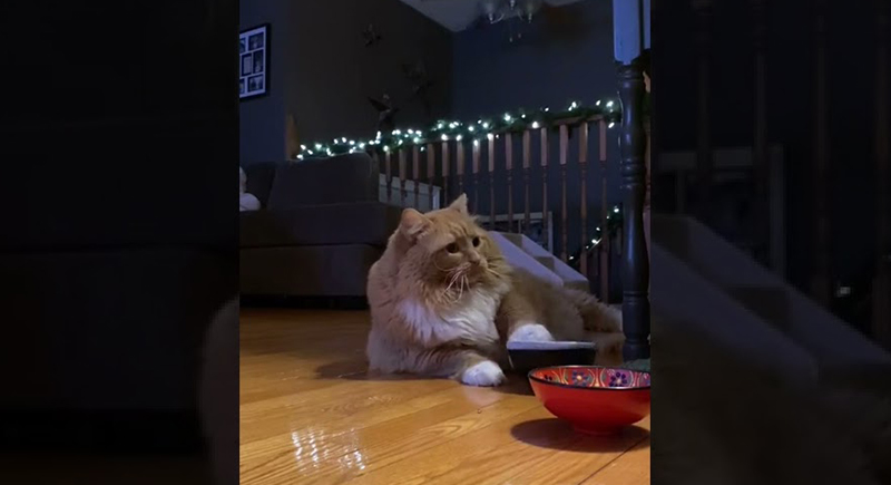 قطة تطلب الطعام بطريقة طريفة (فيديو)