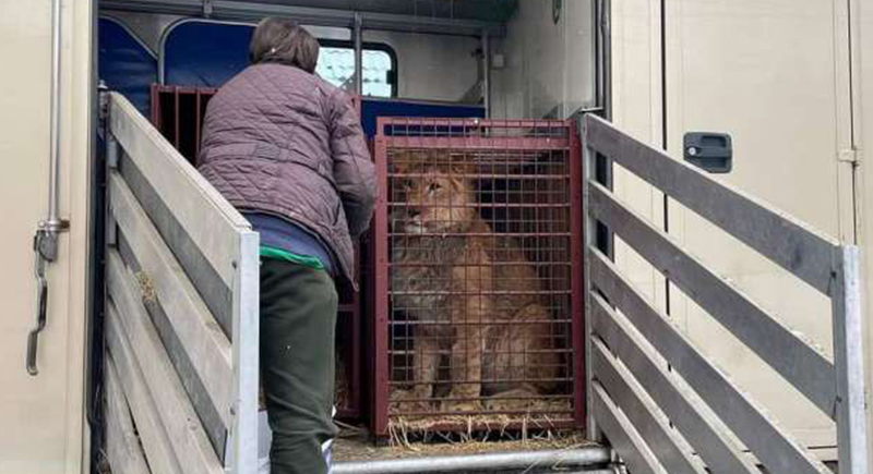 نقل أسود ونمور من أوكرانيا إلى حديقة حيوانات بولندية بسبب الحرب