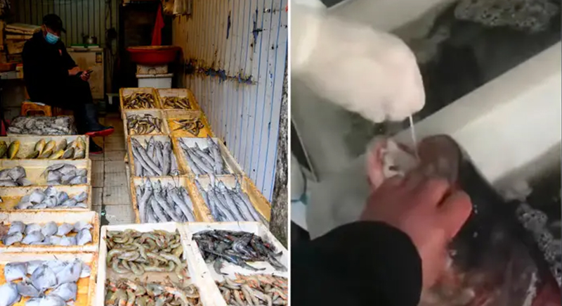 الأسماك الحية في أسواق شنغهاي تخضع لاختبارات كورونا (فيديو)