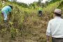لمكافحة الكوكايين.. بيرو تشتري كل محاصيل نبات الكوكا