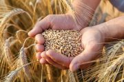 في ظل سياق دولي صعب.. الحكومة: المخزون الوطني من القمح يغطي حوالي 4 أشهر