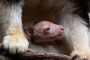 ولادة كنغر من نوع نادر بحديقة حيوان أمريكية.. الأول منذ 14 عامًا
