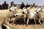 عيد الأضحى.. الحكومة تطمئن المغاربة بشأن وضعية القطيع والعرض المرتقب