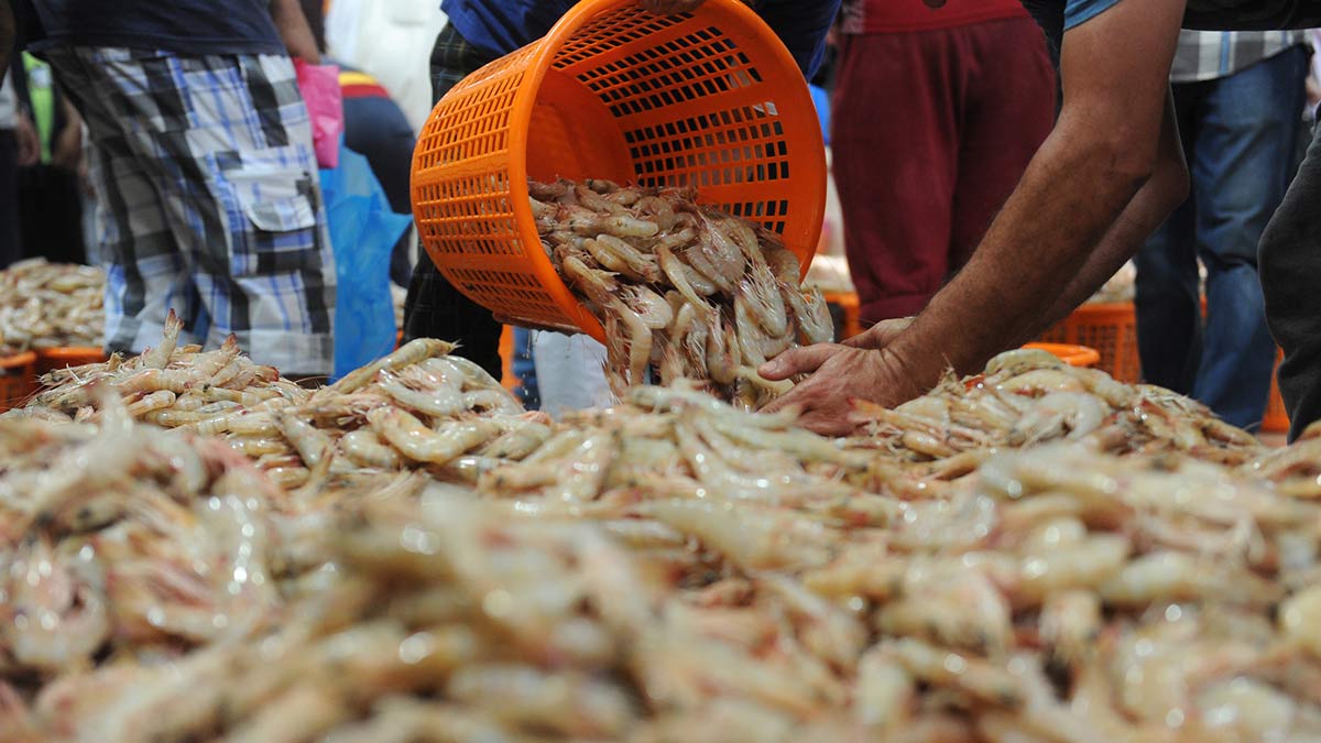 تقرير: ارتفاع المنتجات المسوقة من الصيد الساحلي والتقليدي بـ4,16 مليار درهم