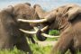 لقطات تحبس الأنفاس لصراع ذكور الفيلة في موسم التكاثر (فيديو)