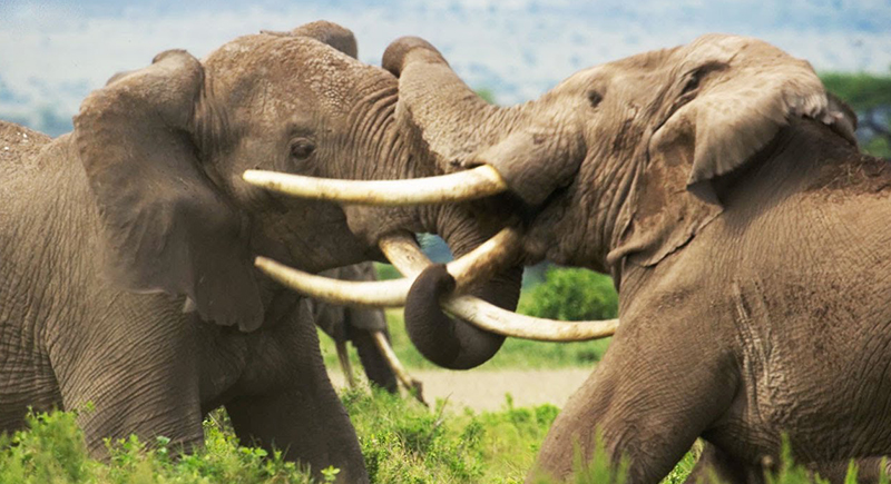 لقطات تحبس الأنفاس لصراع ذكور الفيلة في موسم التكاثر (فيديو)