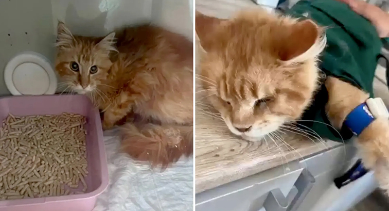 20 قطة تلتهم جثة سيدة بعد وفاتها في منزلها