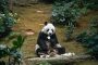 إنهاء حياة الباندا العملاق الأكبر سناً في العالم عن 35 عاماً