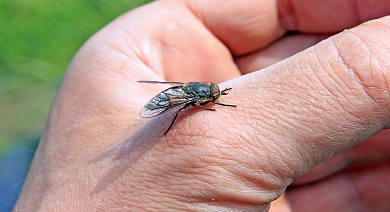 فكر مرتين قبل قتل الذبابة.. علماء: الحشرات تشعر بالألم ويجب تطبيق قوانين الرفق بالحيوان عليها