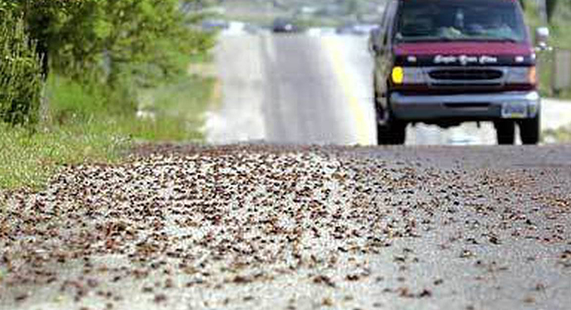 جحافل الصراصير تغزو طريق سيارات في الولايات المتحدة (فيديو)