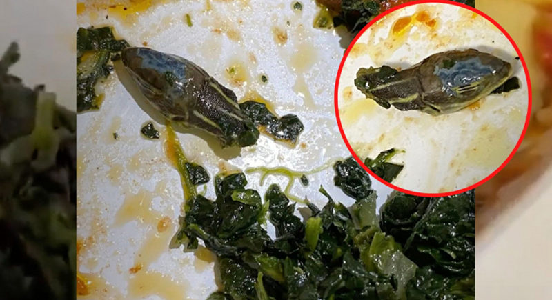 العثور على رأس ثعبان داخل وجبة مقدمة لمسافرين في طائرة (فيديو)