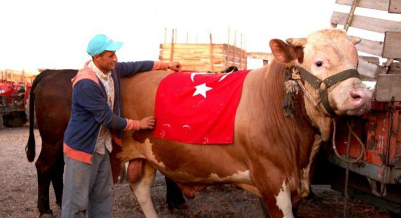 تركيا: 740 إصابة بين الجزارين والمواطنين أثناء ذبح الأضاحي