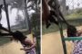 قردان يهاجمان فتاة في حديقة حيوانات بالمكسيك (فيديو)