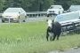 الشرطة الأمريكية تطارد بقرة على طريق سريع (فيديو)