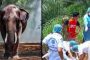 فيل ينتقم من صاحبه بطريقة متوحشة بـ تايلاند