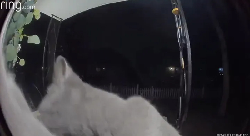فيديو مؤثر: قطة مفقودة تعود إلى المنزل وتقرع جرس الباب