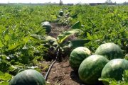 قرار بمنع زراعة البطيخ والدلاح بإقليم كلميم